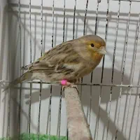 قناری ماده مست