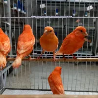 فروش تعدادی جوجه قناری رد فاکتور