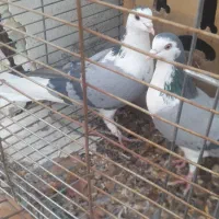 کبوتر جفت سینه واز دستگردی،روزگاری،دونسته