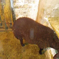 بره نر|حیوانات مزرعه|زنجانرود, |دیوار