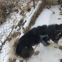 سگ هاسکی|سگ|نوشین شهر, |دیوار