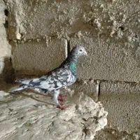 سرور پلاکی ماده|پرنده|شیراز, باغ تخت|دیوار