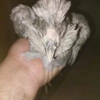 تخم نطفه دار گلین|حیوانات مزرعه|گیلان غرب, |دیوار