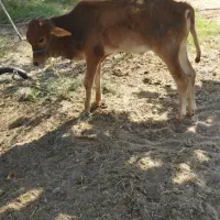 گوساله نر دورگ|حیوانات مزرعه|میناب, |دیوار