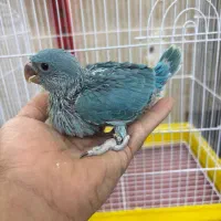 ملنگو ابی سرلاکی