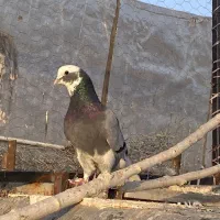 کبوتر خوش خال و پرشی جوجه و کهنه یک جایی معاوضه