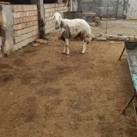 قوچ پلنگی جنس بالا|حیوانات مزرعه|انبارآلوم, |دیوار