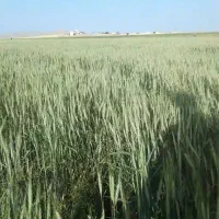 زمین کشاورزی دیم|فروش زمین و ملک کلنگی|ماهیدشت, |دیوار