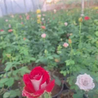 تولید وفروش خرده وعمده انواع گل حیاطی|گل و گیاه طبیعی|جهرم, |دیوار