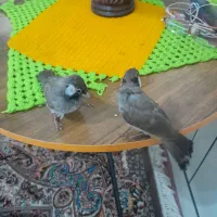 قناری  یک ماهه دستی زبرو زنگ