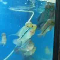 فلاور ماهی|ماهی|زنجان, |دیوار