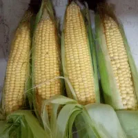 بلال کبابی دن دار شیر