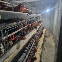 قفس منبری مرغ تخمگذار