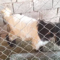 بیگ چاق وزن۳۵کیلو