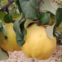 به کاملا طبیعی و ارگانیک، زرد و با کیفیت|خوردنی و آشامیدنی|شیراز, شهرک فرزانگان|دیوار