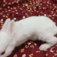 شش بچه خرگوش بیست روزه به همراه مادرشون.|موش و خرگوش|بوشهر, |دیوار