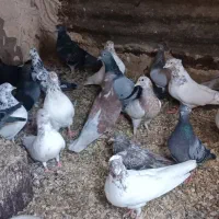 تعدادی کبوتر