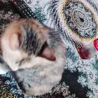 واگذاری بچه گربه