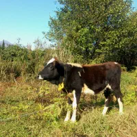 گاو یا گوساله ماده چالوسی تیپ دار ۴ ماهه لیشه