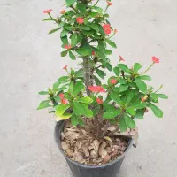 گیاه مرجان|گل و گیاه طبیعی|تهران, عباس‌آباد|دیوار