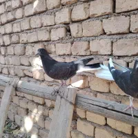 کبوتر پر جوجه|پرنده|کیار, |دیوار