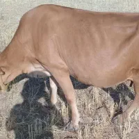 گاو شکم چهارم اصل سراب