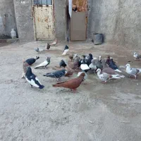 کبوتر|پرنده|شیراز, کوشک میدان|دیوار