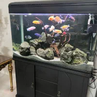 آکواریوم شرکتی