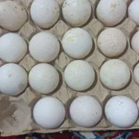 تخم نطفه دار بوقلمون