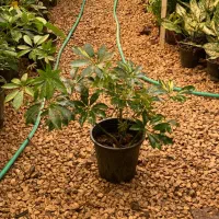 انواع گل و گیاه عمده و خرده