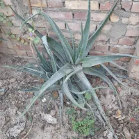 گل الوئه ورا|گل و گیاه طبیعی|گنبد کاووس, |دیوار