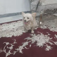 پامراین شتزو