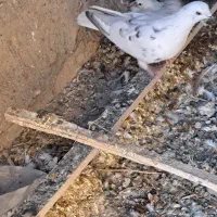 کبوتر آماده جلد کردن|پرنده|زید آباد, |دیوار