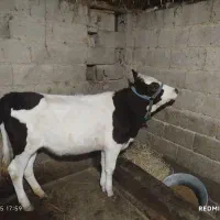 دو راس لیشه جنس زیبا|حیوانات مزرعه|ماسال, |دیوار