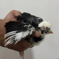 جوجه مرغ و خروس ویاندوت ایام سمانی لهستانی برهما