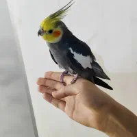 عروس هلندی نر بالغ سالم و سرحال