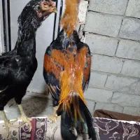 مرغ و خروس