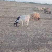 بز دورگ