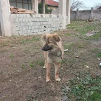 قدرجونی|سگ|کوچصفهان, |دیوار