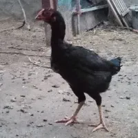 مرغ لاری تخم گذار