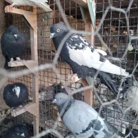 فروش دسته 90تایی بهبهانی|پرنده|مرودشت, استادیوم‎|دیوار