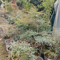 مورت چند کله وتک کله ، لیگستروم و یاس هلندی پیوندی|گل و گیاه طبیعی|محمودآباد, |دیوار