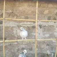 کفتر