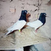 کبوتر سینه سیاه و کله سیاه کله زرد