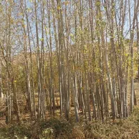 فروش چوب کبوده