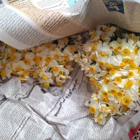 نرگس دسته ای فقط ۲۵۰