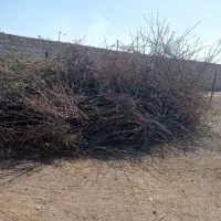 چوب خشک بادام|عمدهفروشی|خسروشاه, |دیوار