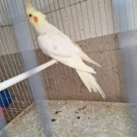 جوجه سرلاکی عروس هلندی و ماده آماده و طوطی برزیلی