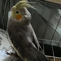 دو عدد عروس هلندی