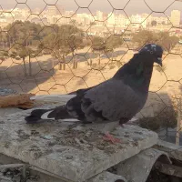 کفتر کبوتر|پرنده|اسلام‌شهر, شهرک سعیدیه|دیوار